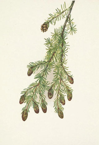 Mary Vaux Walcott - Western Hemlock Tsuga heterophylla.webp