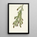 Tsuga heterophylla - Mary Vaux Walcott — framed artwork on a wall
