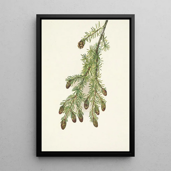 Tsuga heterophylla - Mary Vaux Walcott — framed artwork on a wall