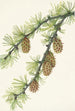 Western Larch Painting - Mary Vaux Walcott — artwork view