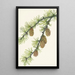 Western Larch Painting - Mary Vaux Walcott — framed artwork on a wall