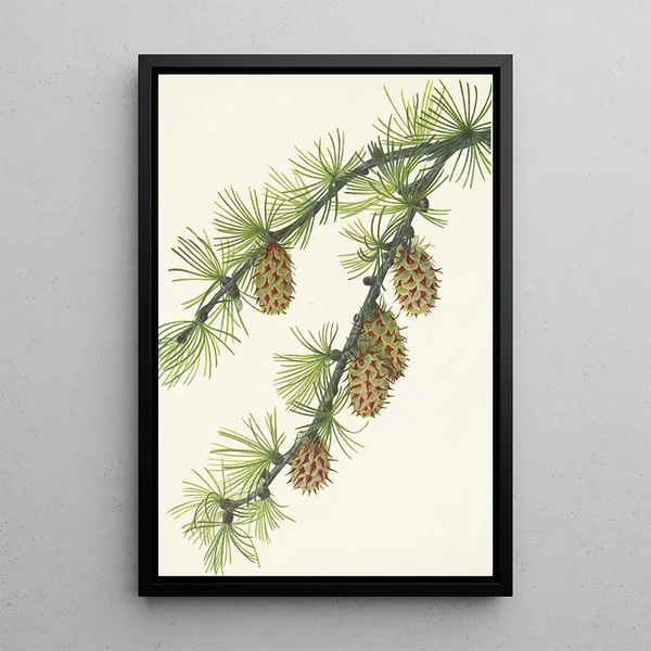 Western Larch Painting - Mary Vaux Walcott — framed artwork on a wall