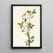 Menziesia glabella - Mary Vaux Walcott — framed artwork on a wall