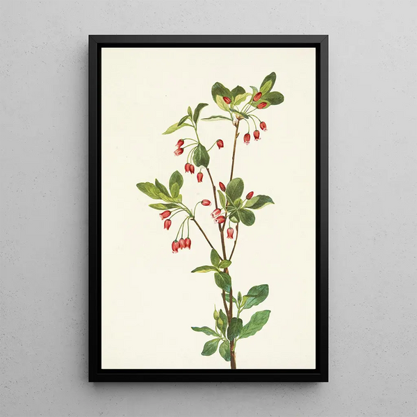 Menziesia glabella - Mary Vaux Walcott — framed artwork on a wall