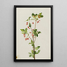 Menziesia glabella - Mary Vaux Walcott — framed artwork on a wall