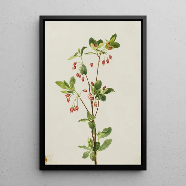 Menziesia glabella - Mary Vaux Walcott — framed artwork on a wall