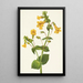 Mimulus guttatus - Mary Vaux Walcott — framed artwork on a wall