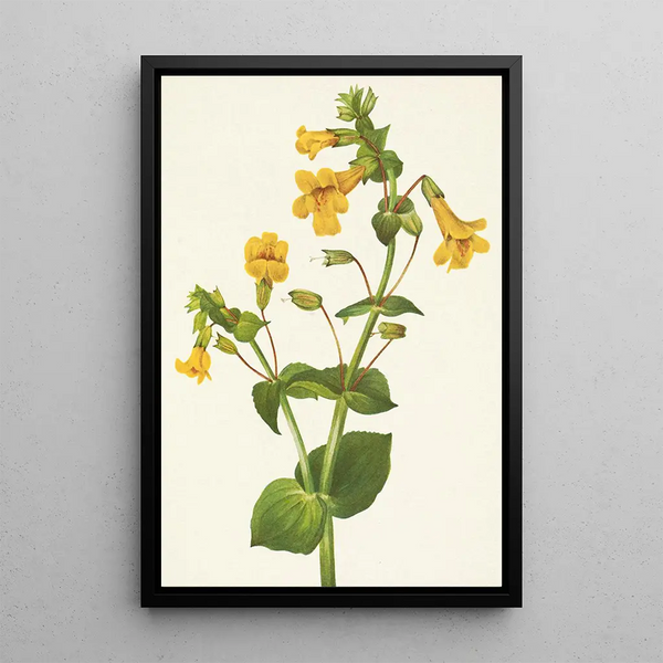 Mimulus guttatus - Mary Vaux Walcott — framed artwork on a wall