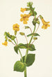 Mimulus guttatus - Mary Vaux Walcott — artwork view