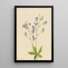 Aconit columbien - Mary Vaux Walcott — framed artwork on a wall