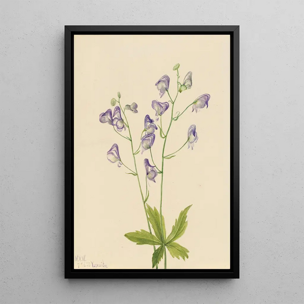 Aconit columbien - Mary Vaux Walcott — framed artwork on a wall