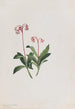 Chimaphila umbellata - Mary Vaux Walcott — artwork view