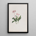 Chimaphila umbellata - Mary Vaux Walcott — framed artwork on a wall