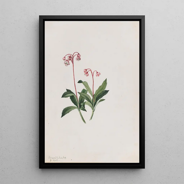 Chimaphila umbellata - Mary Vaux Walcott — framed artwork on a wall