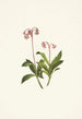 Chimaphila occidentalis - Mary Vaux Walcott | Painting — artwork view