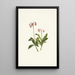 Chimaphila occidentalis - Mary Vaux Walcott | Painting — framed artwork on a wall