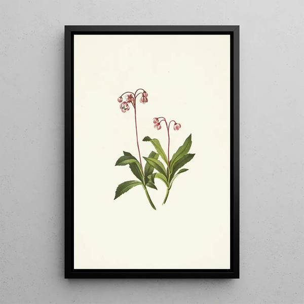 Chimaphila occidentalis - Mary Vaux Walcott | Painting — framed artwork on a wall