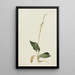 Goodyère rampante painting - Mary Vaux Walcott — framed artwork on a wall