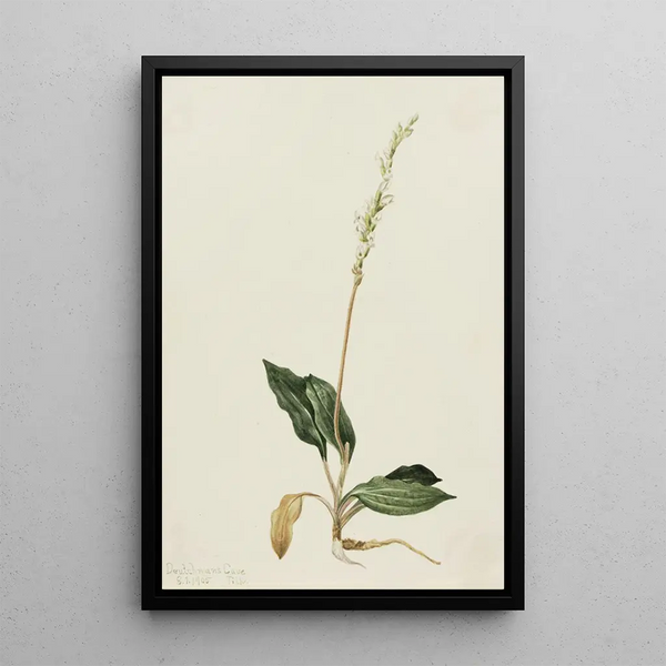 Goodyère rampante painting - Mary Vaux Walcott — framed artwork on a wall