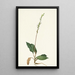 Goodyère rampante - Mary Vaux Walcott — framed artwork on a wall
