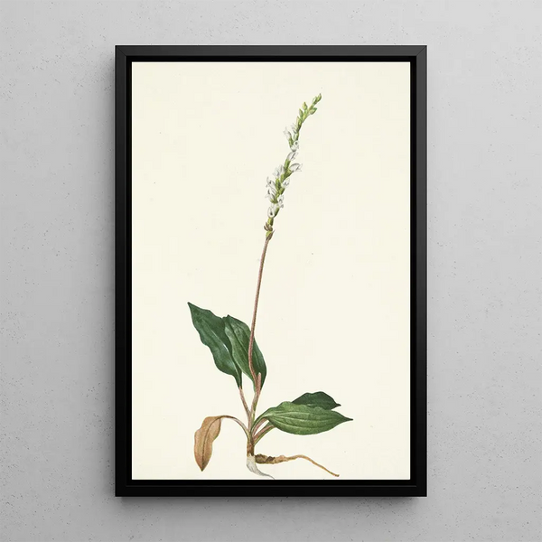 Goodyère rampante - Mary Vaux Walcott — framed artwork on a wall