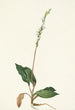 Goodyère rampante - Mary Vaux Walcott — artwork view