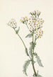 Achillée lanulosa - Mary Vaux Walcott — artwork view