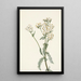 Achillée lanulosa - Mary Vaux Walcott — framed artwork on a wall