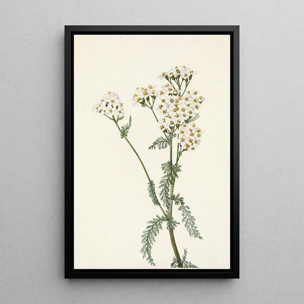 Achillée lanulosa - Mary Vaux Walcott — framed artwork on a wall