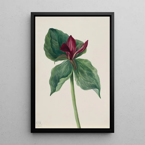 Flower of whippoorwill - Mary Vaux Walcott — framed artwork on a wall