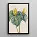 Flower of whippoorwill - Mary Vaux Walcott — framed artwork on a wall