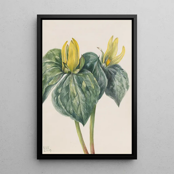 Flower of whippoorwill - Mary Vaux Walcott — framed artwork on a wall
