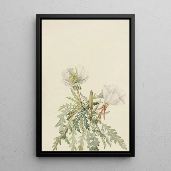 Rose of the White Dawn - Mary Vaux Walcott — framed artwork on a wall