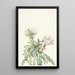 Rose de l'aube blanche - Mary Vaux Walcott — framed artwork on a wall