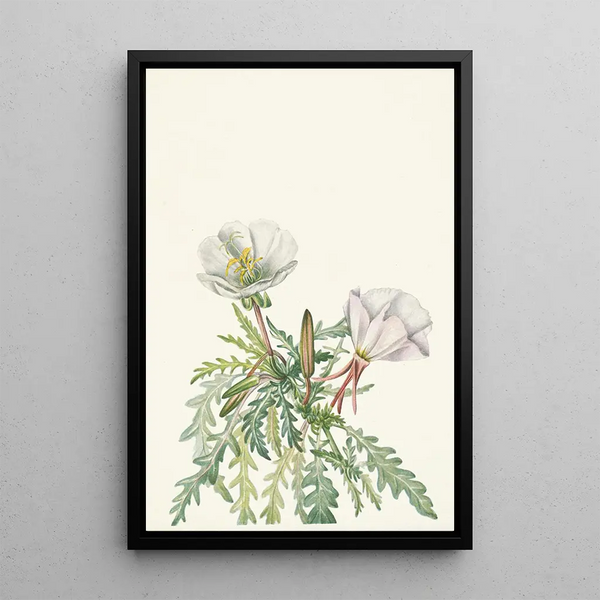 Rose de l'aube blanche - Mary Vaux Walcott — framed artwork on a wall