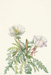 Rose de l'aube blanche - Mary Vaux Walcott — artwork view