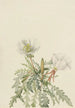 Rose of the White Dawn - Mary Vaux Walcott — artwork view