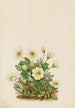 White Dryad Painting - Mary Vaux Walcott — artwork view
