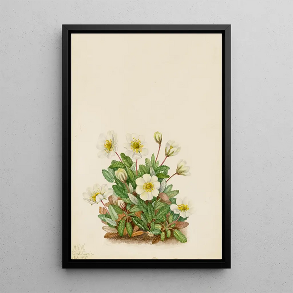 White Dryad Painting - Mary Vaux Walcott — framed artwork on a wall