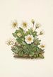 Flower of the White Dryad - Mary Vaux Walcott — artwork view