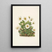 Flower of the White Dryad - Mary Vaux Walcott — framed artwork on a wall