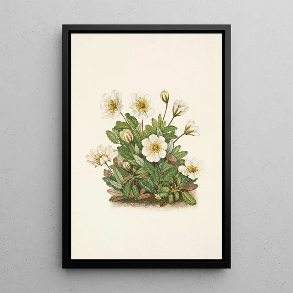 Flower of the White Dryad - Mary Vaux Walcott — framed artwork on a wall
