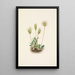 Fruit of the White Dryad - Mary Vaux Walcott — framed artwork on a wall