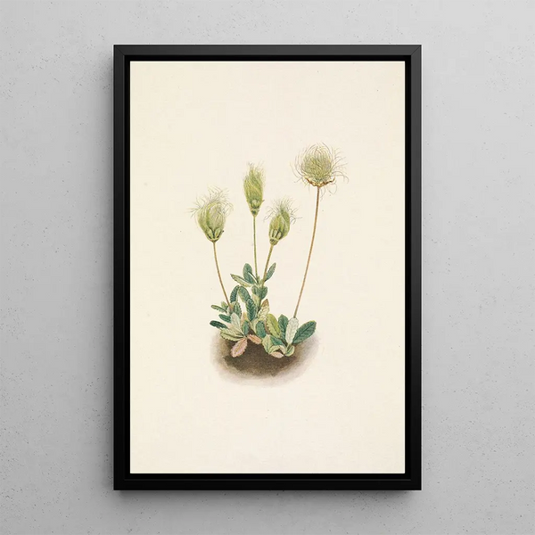 Fruit of the White Dryad - Mary Vaux Walcott — framed artwork on a wall