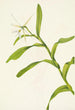 Épidendrum nocturne - Mary Vaux Walcott — artwork view