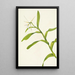 Épidendrum nocturne - Mary Vaux Walcott — framed artwork on a wall