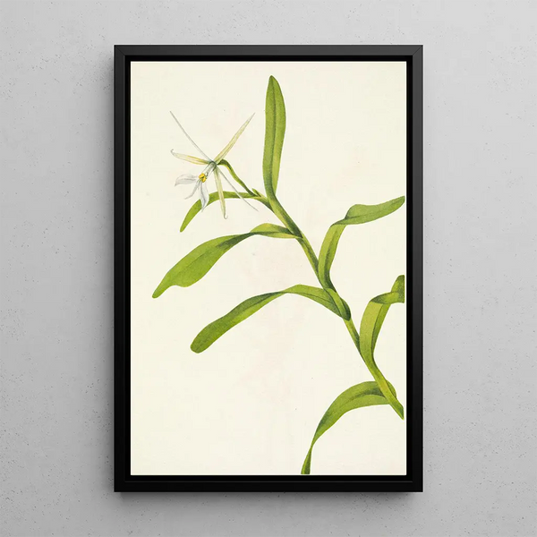 Épidendrum nocturne - Mary Vaux Walcott — framed artwork on a wall