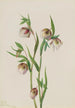 Lantern fairy white - Mary Vaux Walcott — artwork view