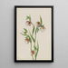 Lantern fairy white - Mary Vaux Walcott — framed artwork on a wall