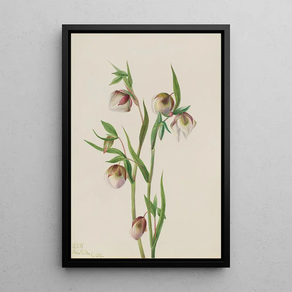 Lantern fairy white - Mary Vaux Walcott — framed artwork on a wall